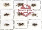 Scientific lot no. 430 Curculionidae (9 pcs)