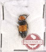 Callirhipidae sp. 8 (A2)