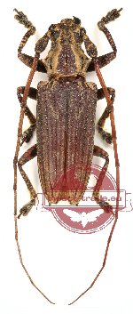 Cerambycidae sp. 15 (Mulciber sp.) (A-)