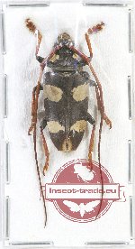 Cereopsius sp. 4
