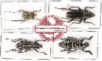 Scientific lot no. 176 Cerambycidae (4 pcs)