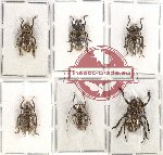 Scientific lot no. 191 Cerambycidae (6 pcs - 1 pc A2)
