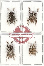 Scientific lot no. 200 Cerambycidae (4 pcs - 1 pc A2)