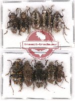 Scientific lot no. 169 Cerambycidae (10 pcs A, A-, A2)