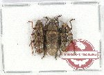Scientific lot no. 174 Cerambycidae (3 pcs)