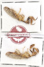 Scientific lot no. 7 Neuroptera (Mantispidae) (2 pcs)