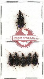 Scientific lot no. 346 Carabidae (6 pcs)