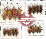 Scientific lot no. 738 Heteroptera (17 pcs)