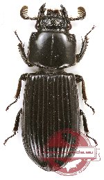 Passalidae sp. 36