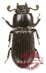 Passalidae sp. 34A (5 pcs)