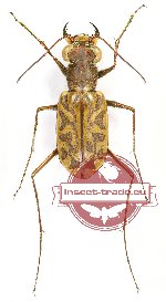 Habrodera nilotica (A-)