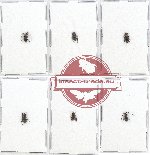 Scientific lot no. 128 Cerambycidae (6 pcs A-, A2)
