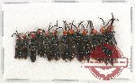 Scientific lot no. 264 Hymenoptera (13 pcs)
