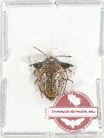 Pentatomidae sp. 35