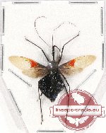 Reduviidae sp. 18 (A2)