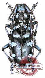 Anoplophora davidis