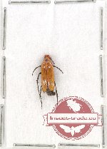 Rhipiphoridae sp. 9 (A2)