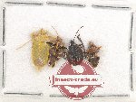 Scientific lot no. 787 Heteroptera (4 pcs)