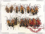 Scientific lot no. 763 Heteroptera (15 pcs)