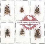 Scientific lot no. 223 Cerambycidae (5 pcs - 2 pcs A2)