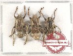 Scientific lot no. 217 Cerambycidae (3 pcs)