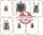 Scientific lot no. 219 Cerambycidae (7 pcs - 2 pcs A2)