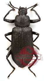 Tenebrionidae sp. 10
