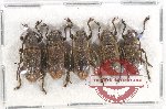 Scientific lot no. 222 Cerambycidae (5 pcs)