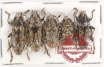 Scientific lot no. 225 Cerambycidae (5 pcs A-, A2)
