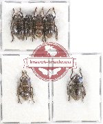 Scientific lot no. 218 Cerambycidae (6 pcs A, A-, A2)