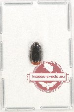 Carabidae sp. 48