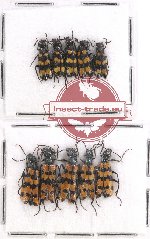 Scientific lot no. 56 Meloidae (10 pcs)