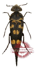 Hoshihananomia auromaculata (Chujo, 1935)