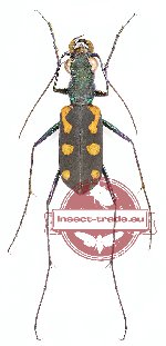 Callochroa elegantula (A2)