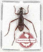 Tenebrionidae sp. 93 (A-)