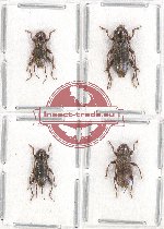Scientific lot no. 235 Cerambycidae (4 pcs A-)