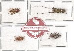 Scientific lot no. 227 Cerambycidae (4 pcs)
