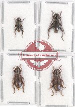 Scientific lot no. 234 Cerambycidae (4 pcs A2)