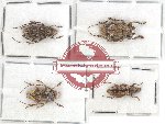 Scientific lot no. 228 Cerambycidae (4 pcs)