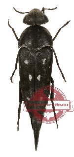 Mordella lacsonensis Pic, 1922