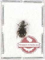 Carabidae sp. 47