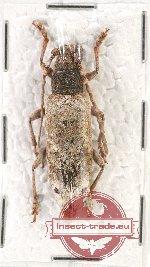 Zatrephus pannosus