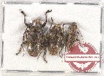 Scientific lot no. 221 Cerambycidae (3 pcs A2)