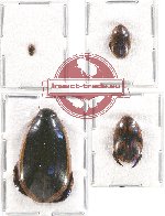 Scientific lot no. 58 Dytiscidae (4 pcs)