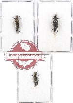 Scientific lot no. 46 Mordellidae (Hishinananomia sp. mix) (3 pcs A2)