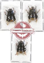 Scientific lot no. 62 Diptera (3 pcs)