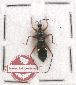 Scientific lot no. 779 Heteroptera (1 pc)