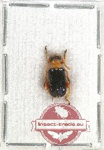 Chrysomelidae sp. 65