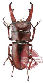Dorcus axisopsis Séguy, 1954 (A2)