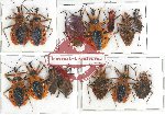 Scientific lot no. 772 Heteroptera (14 pcs)